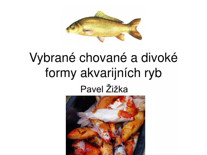 vybran chovan a divok formy akvarijn ch ryb