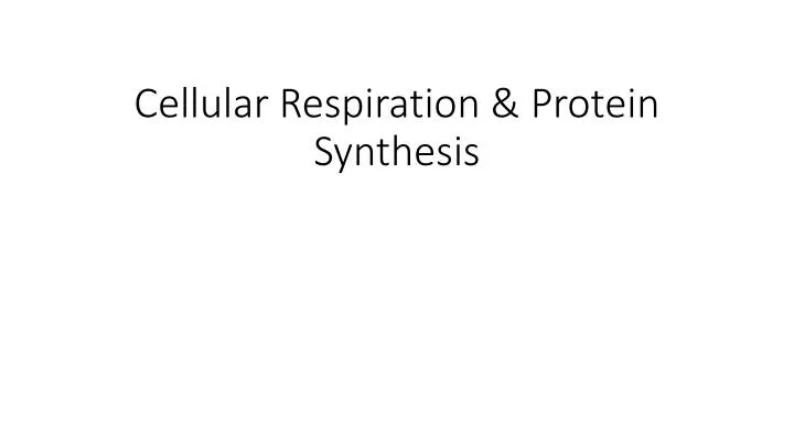 cellular respiration protein synthesis