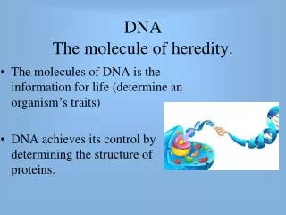 DNA The molecule of heredity.