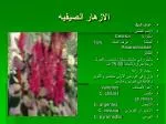 الازهار الصيفيه - slide 1