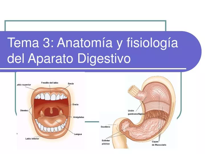 tema 3 anatom a y fisiolog a del aparato digestivo