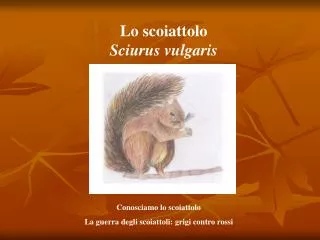 Lo scoiattolo Sciurus vulgaris
