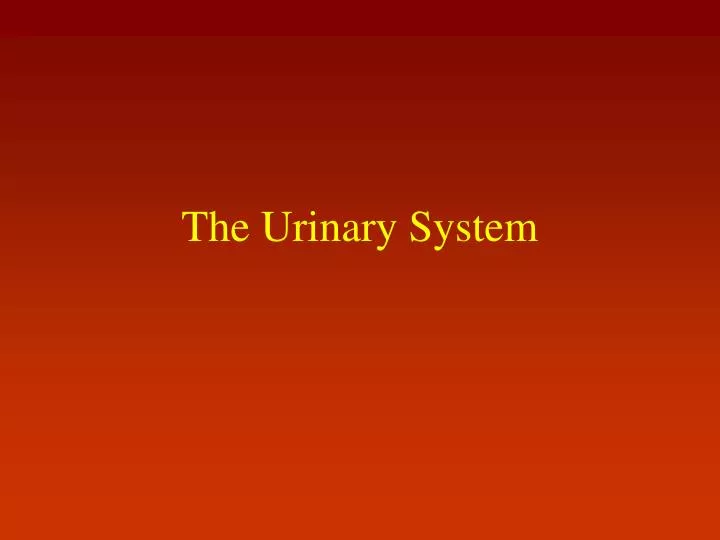 the urinary system