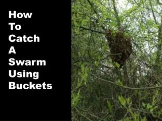How To Catch A Swarm Using Buckets