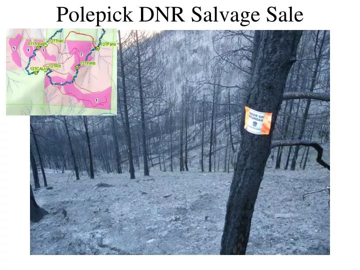 polepick dnr salvage sale