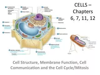 CELLS – Chapters 6, 7, 11, 12