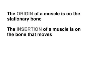 The ORIGIN of a muscle is on the stationary bone