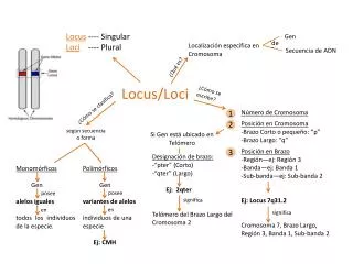 Locus / Loci