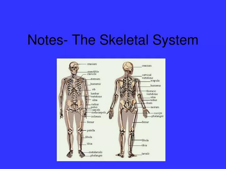 notes the skeletal system