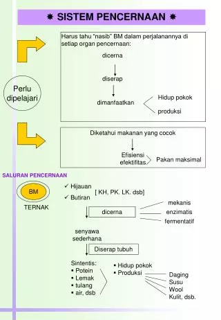 sistem pencernaan