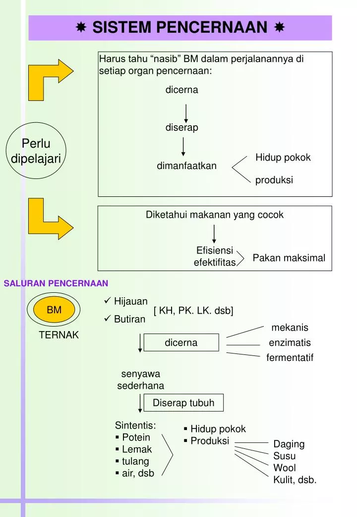 sistem pencernaan