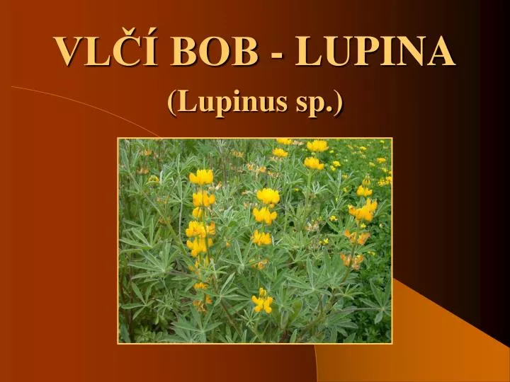 vl bob lupina