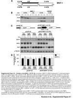 Kuwano et al., Supplemental Figure S1