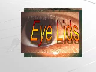 Eye Lids