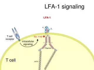LFA-1 signaling