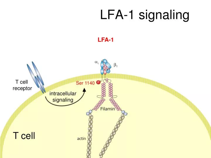 lfa 1 signaling