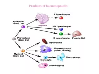 Products of haematopoiesis