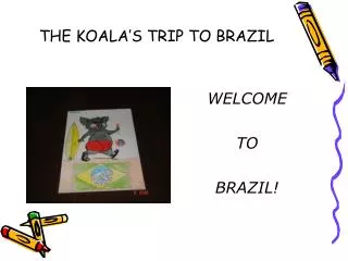 THE KOALA’S TRIP TO BRAZIL