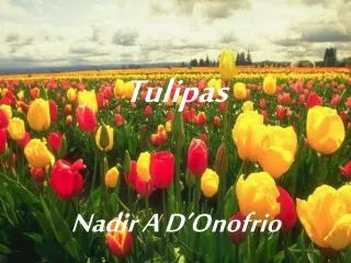 Tulipas Nadir A D’Onofrio