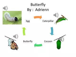 Butterfly By : Adrienn