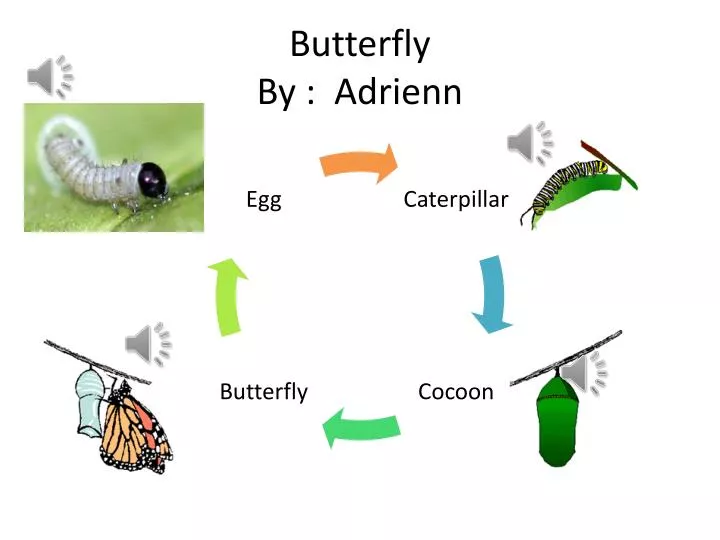 butterfly by adrienn