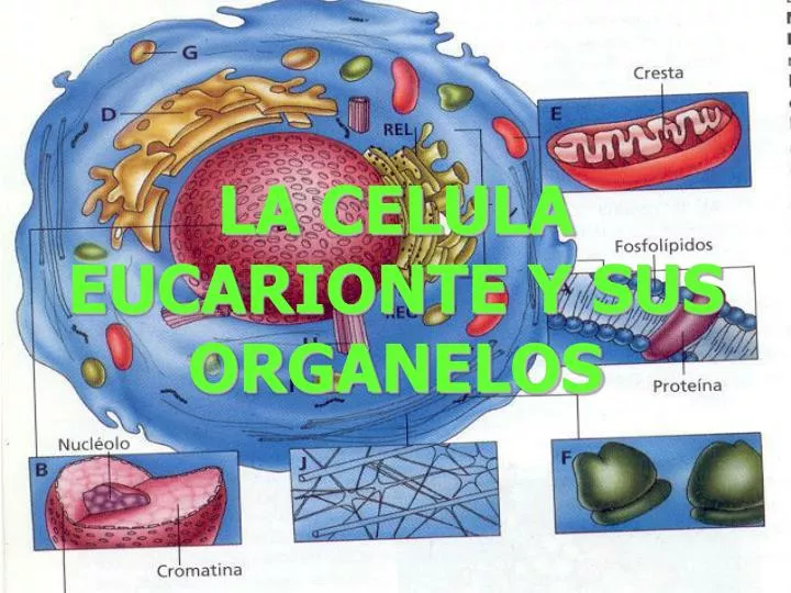 la celula eucarionte y sus organelos