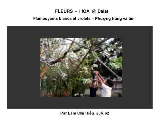 FLEURS - HOA @ Dalat Flamboyants blancs et violets – Phượng trắng và tím