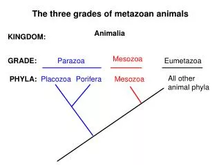 The three grades of metazoan animals