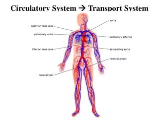 Circulatory System ? Transport System