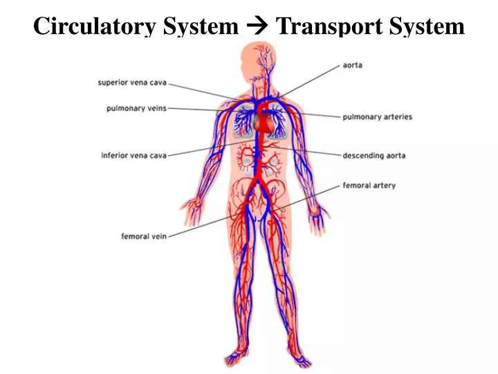 circulatory system transport system