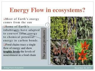 Energy Flow in ecosystems?