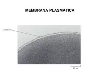 MEMBRANA PLASMÁTICA