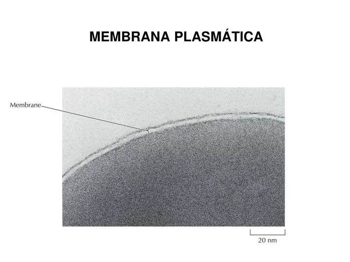 membrana plasm tica