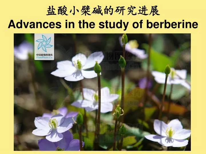 advances in the study of berberine