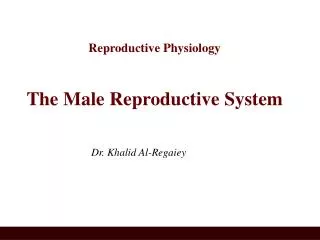 Reproductive Physiology The Male Reproductive System