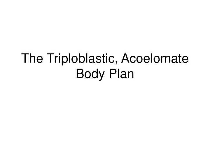 the triploblastic acoelomate body plan