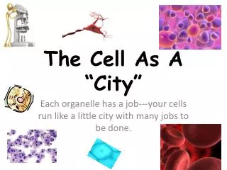 The Cell As A “City”