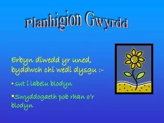 Planhigion Gwyrdd