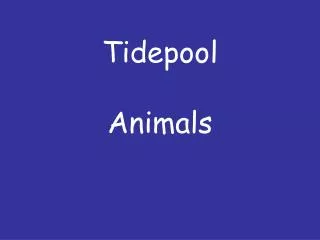 Tidepool Animals