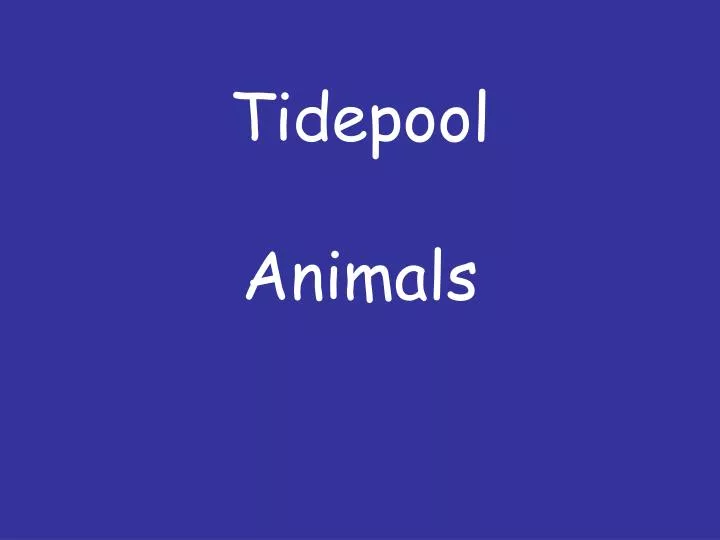 tidepool animals