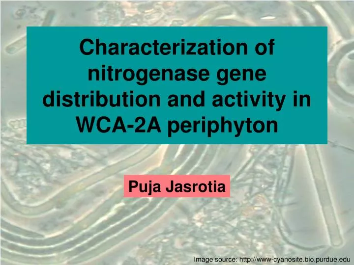 characterization of nitrogenase gene distribution and activity in wca 2a periphyton
