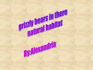 grizzly bears in there natural habitat By:Alexandria