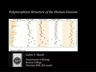 Polymorphism Structure of the Human Genome