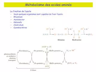 Métabolisme des acides aminés