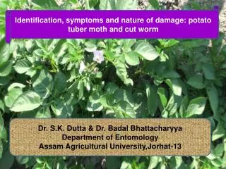 Dr. S.K. Dutta &amp; Dr. Badal Bhattacharyya Department of Entomology