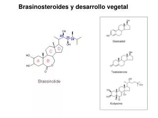 Brasinosteroides y desarrollo vegetal