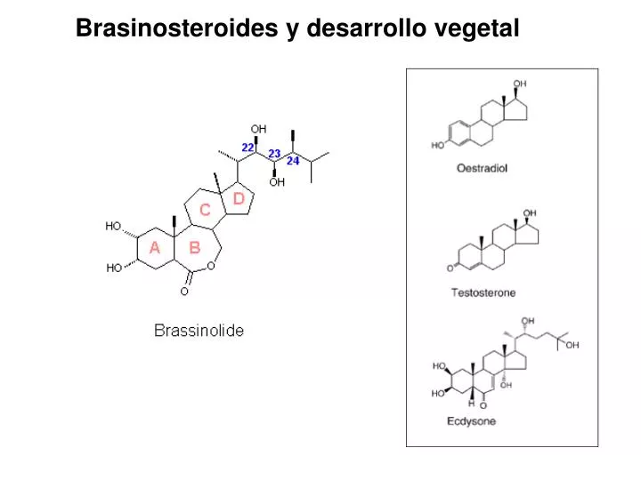 brasinosteroides y desarrollo vegetal