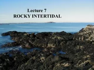 Lecture 7 ROCKY INTERTIDAL