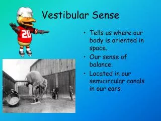 Vestibular Sense