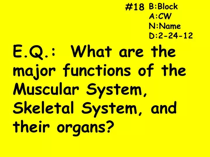 e q what are the major functions of the muscular system skeletal system and their organs